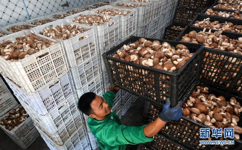 訂單農(nóng)業(yè)助農(nóng)增收，陜西留壩商貿(mào)新篇章