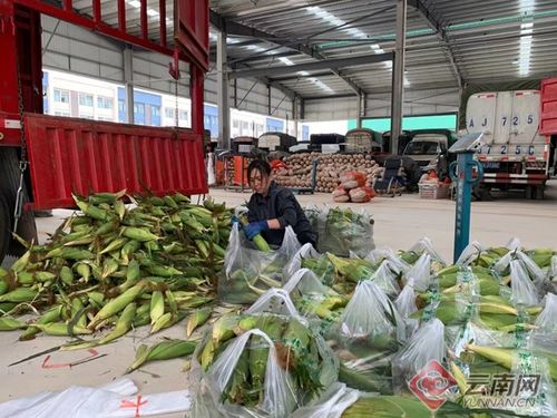 菜籃子工程惠民生——曲靖農(nóng)產(chǎn)品國(guó)際商貿(mào)城建成投用助力商貿(mào)發(fā)展